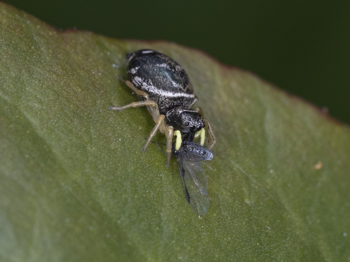 Springspinne mit Beute 1/3