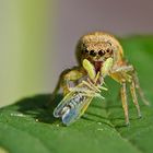 Springspinne mit Beute