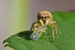 Springspinne mit Beute