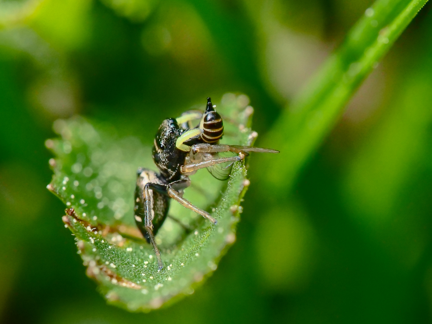 Springspinne mit Beute