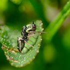 Springspinne mit Beute