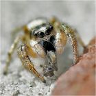 Springspinne mit Beute