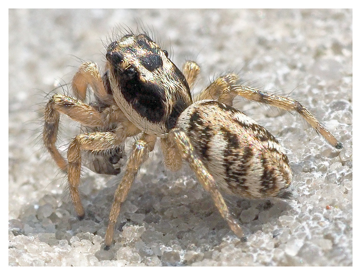 Springspinne mit Beute