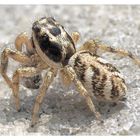 Springspinne mit Beute