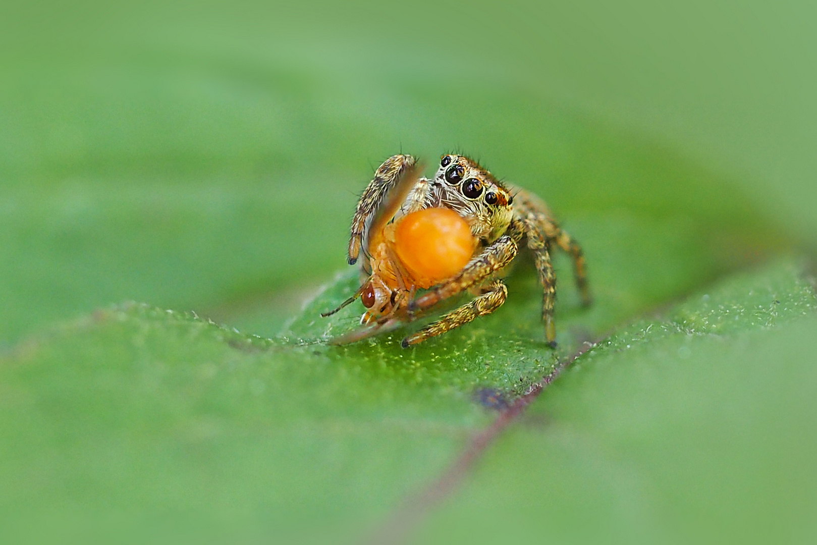 Springspinne mit Beute