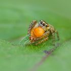 Springspinne mit Beute