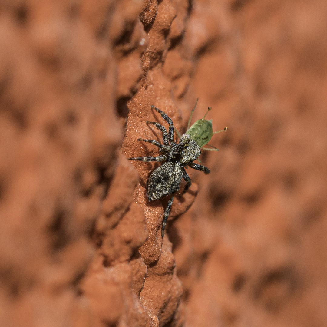 Springspinne mit Beute-4892