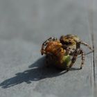 Springspinne mit Beute