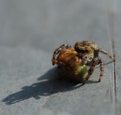 Springspinne mit Beute