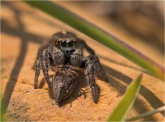 Springspinne mit Beute