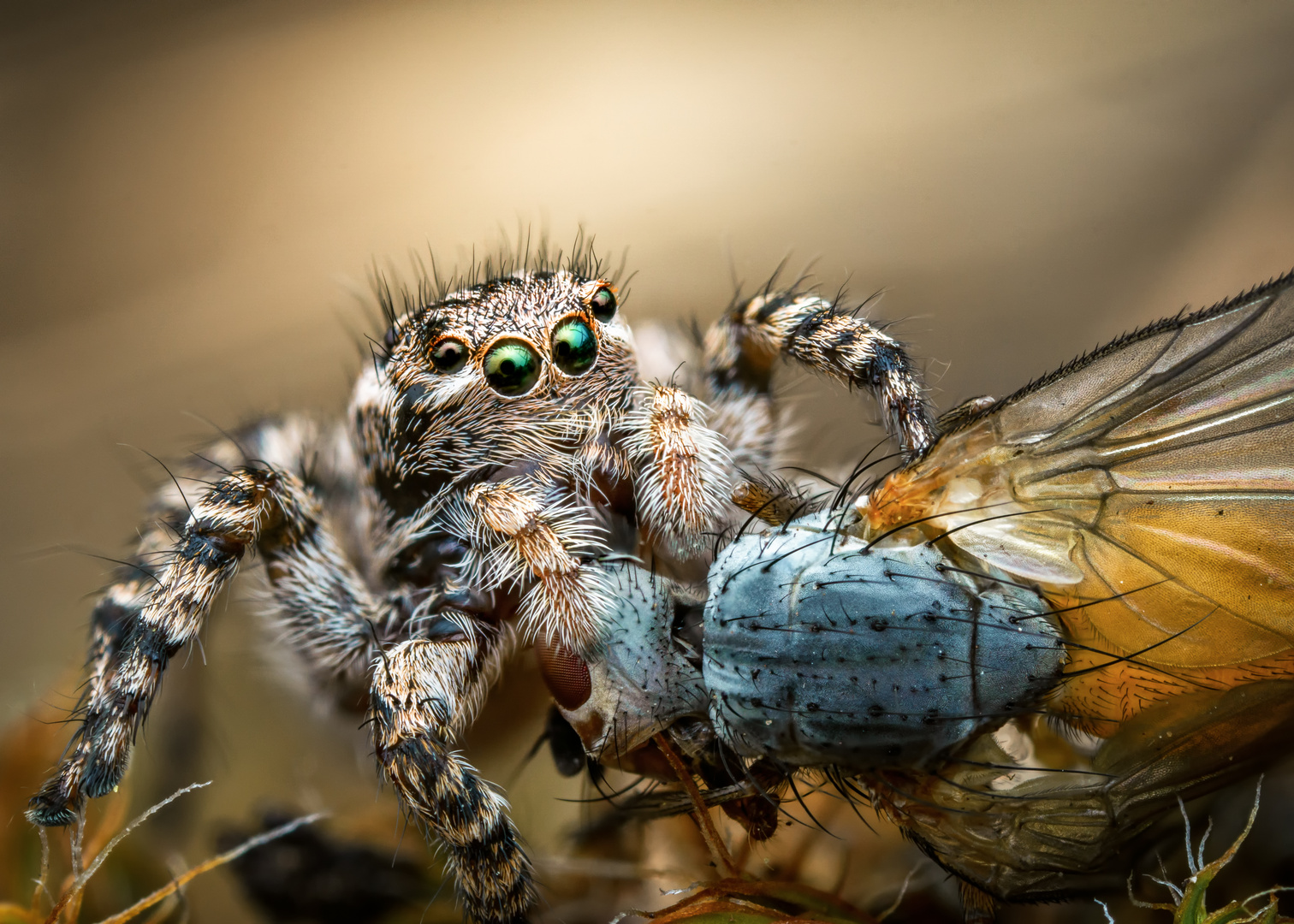 Springspinne mit Beute