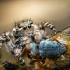 Springspinne mit Beute