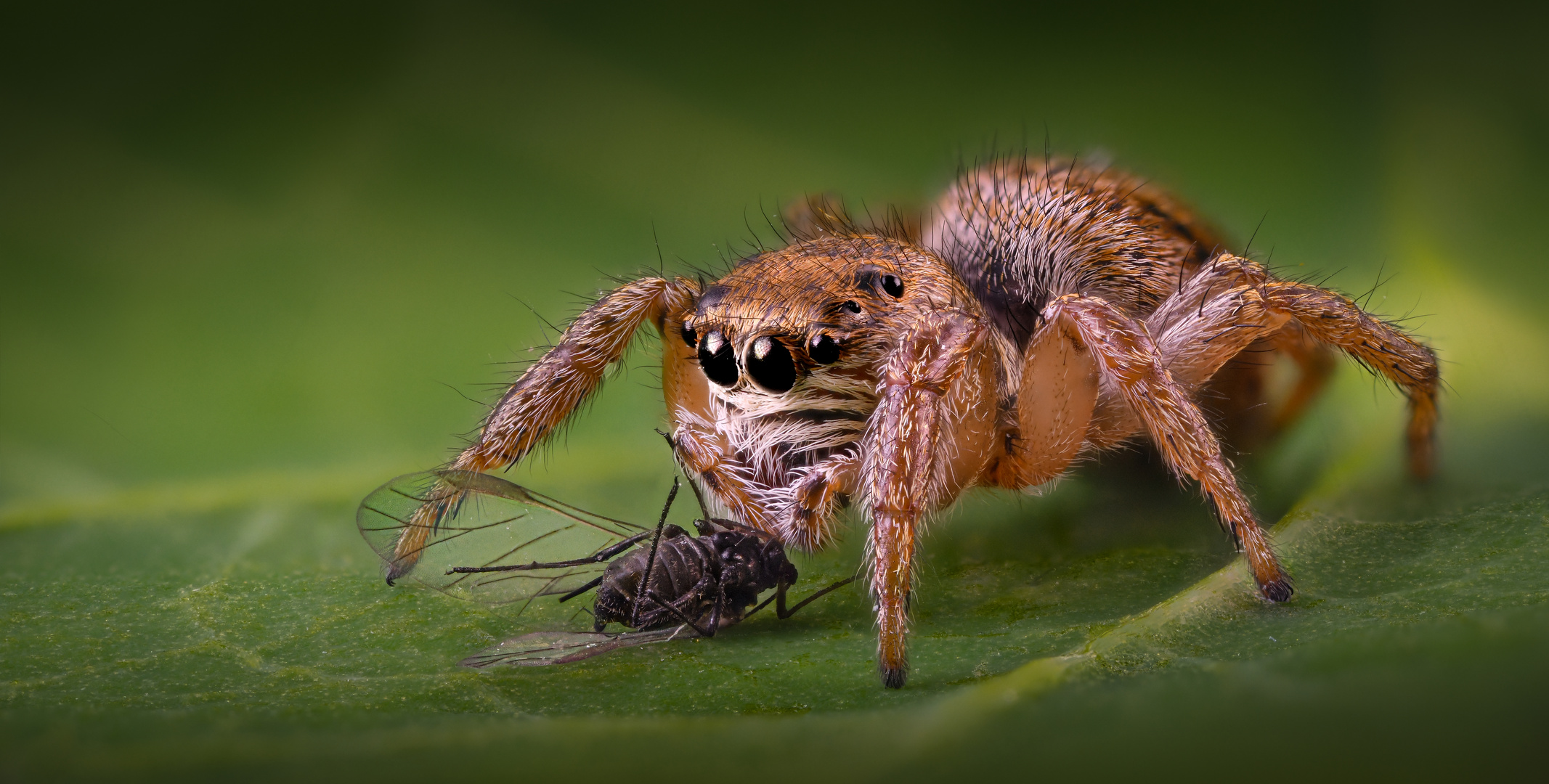 Springspinne mit Beute