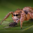 Springspinne mit Beute