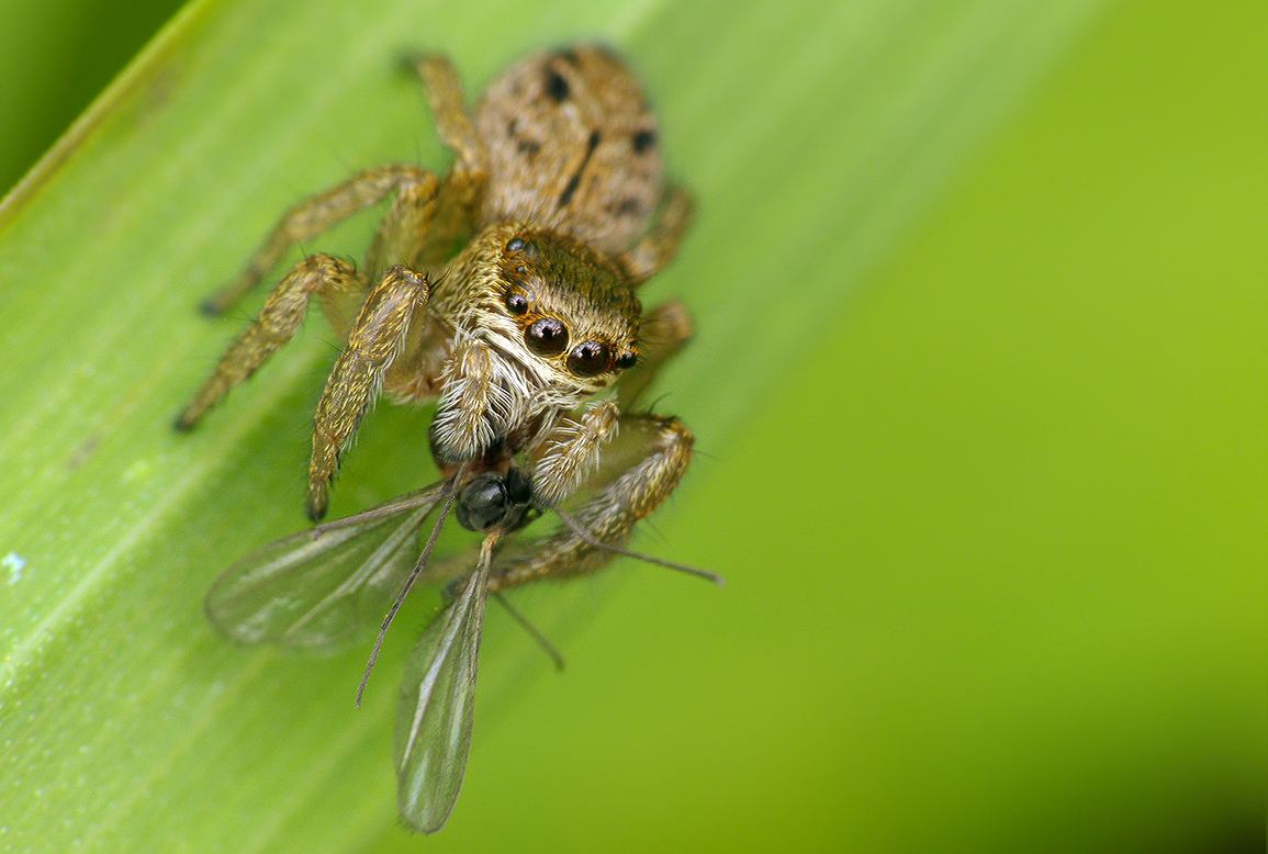 Springspinne mit Beute...