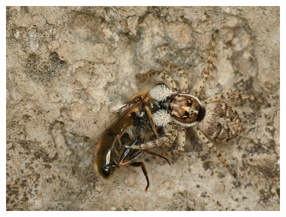 Springspinne mit Biene