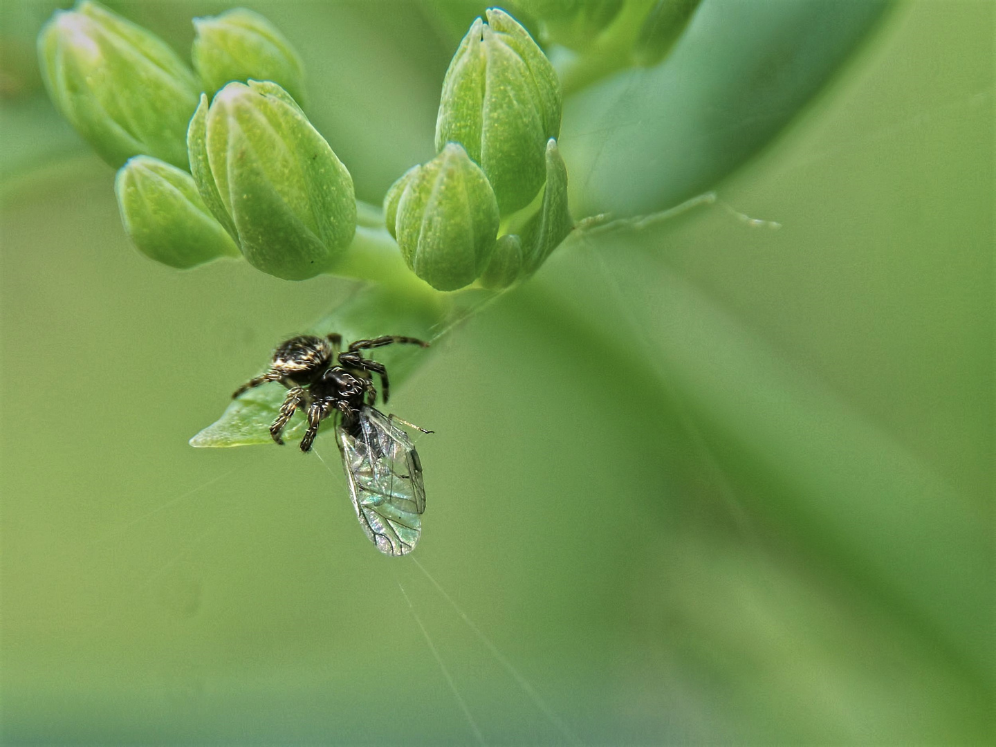 Springspinne mit Blattlausbeute