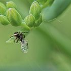 Springspinne mit Blattlausbeute