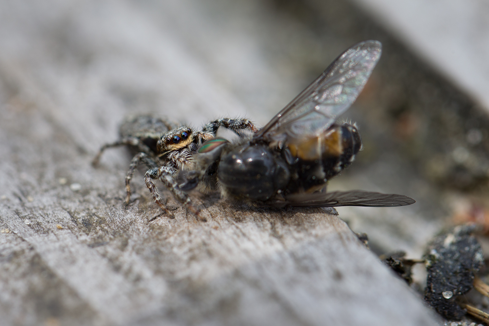 Springspinne mit Bremse