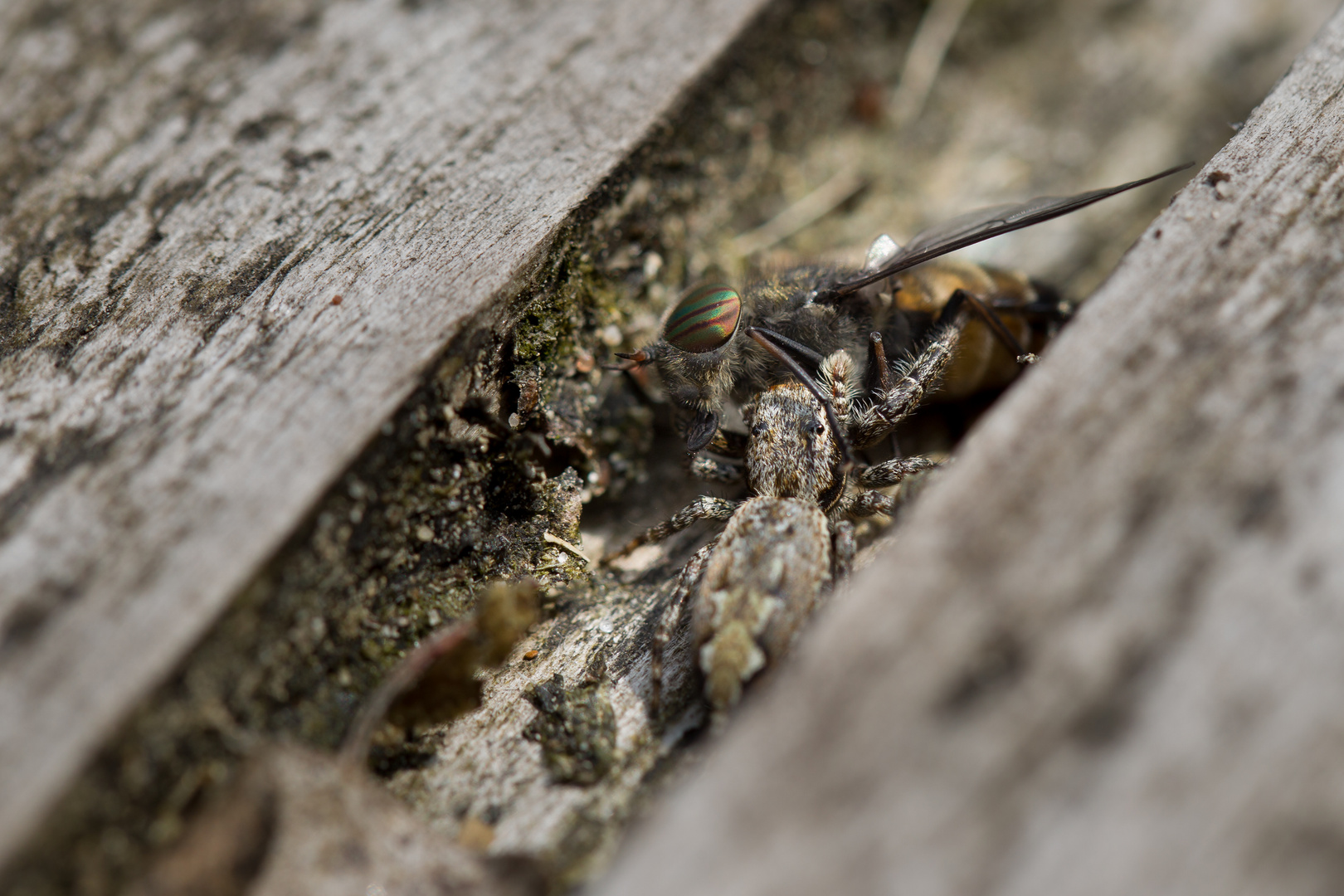 Springspinne mit Bremse