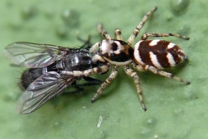 Springspinne mit Deliquent