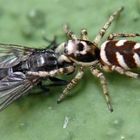 Springspinne mit Deliquent
