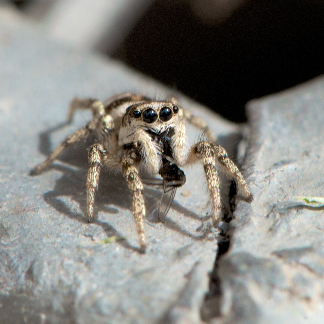 Springspinne mit Essigfliege