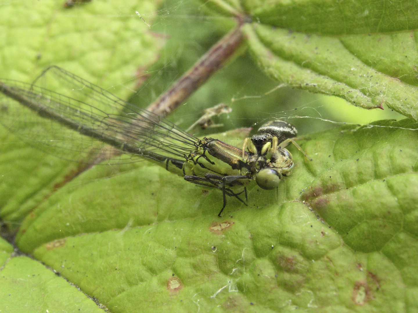 Springspinne mit fetter Beute