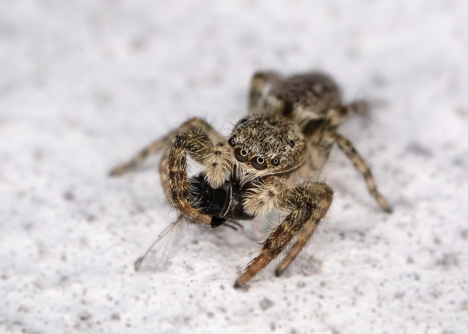 Springspinne mit Futter im Gepäck