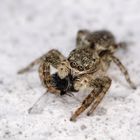 Springspinne mit Futter im Gepäck