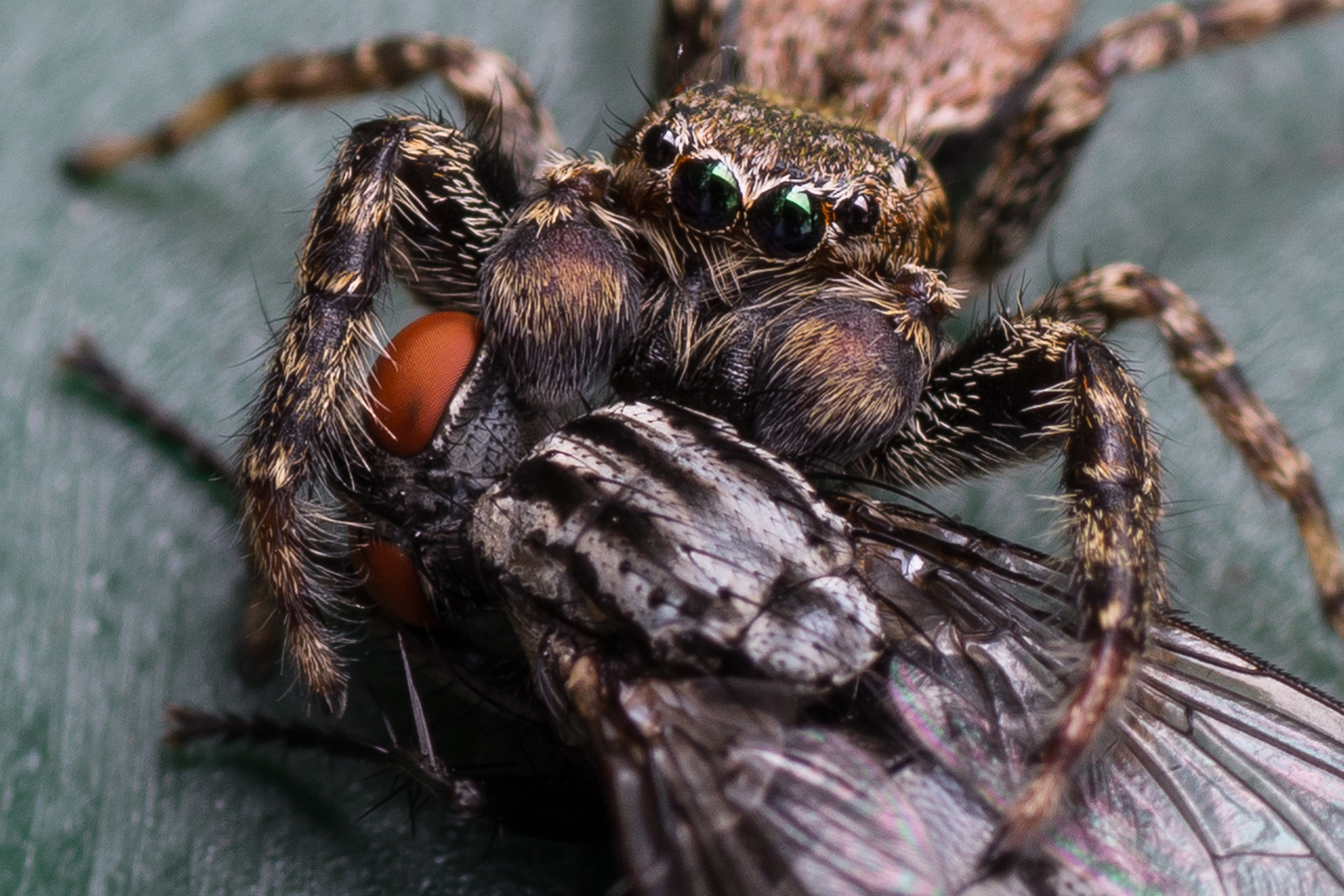 Springspinne mit Opfer