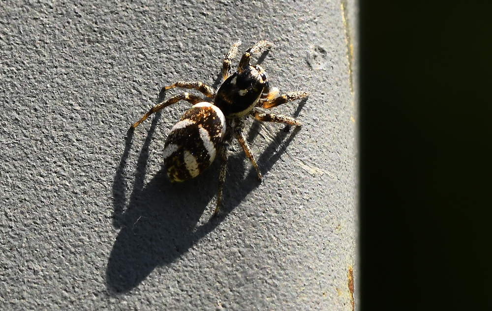 Springspinne mit Schatten