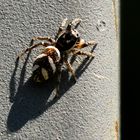 Springspinne mit Schatten