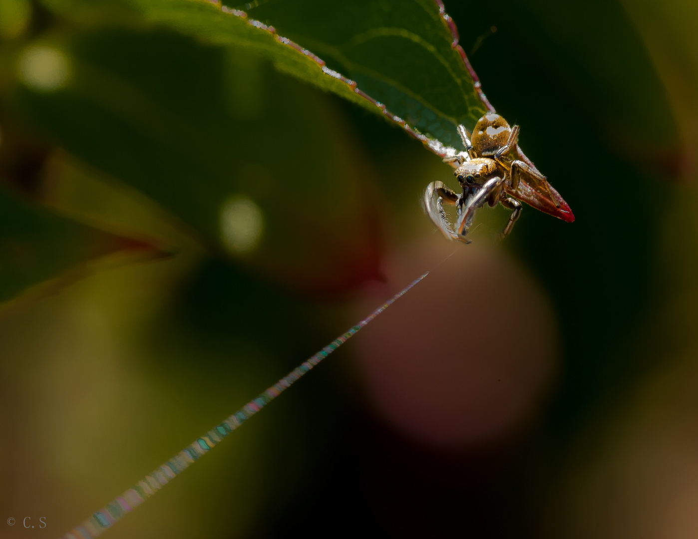 Springspinne mit Spinfaden