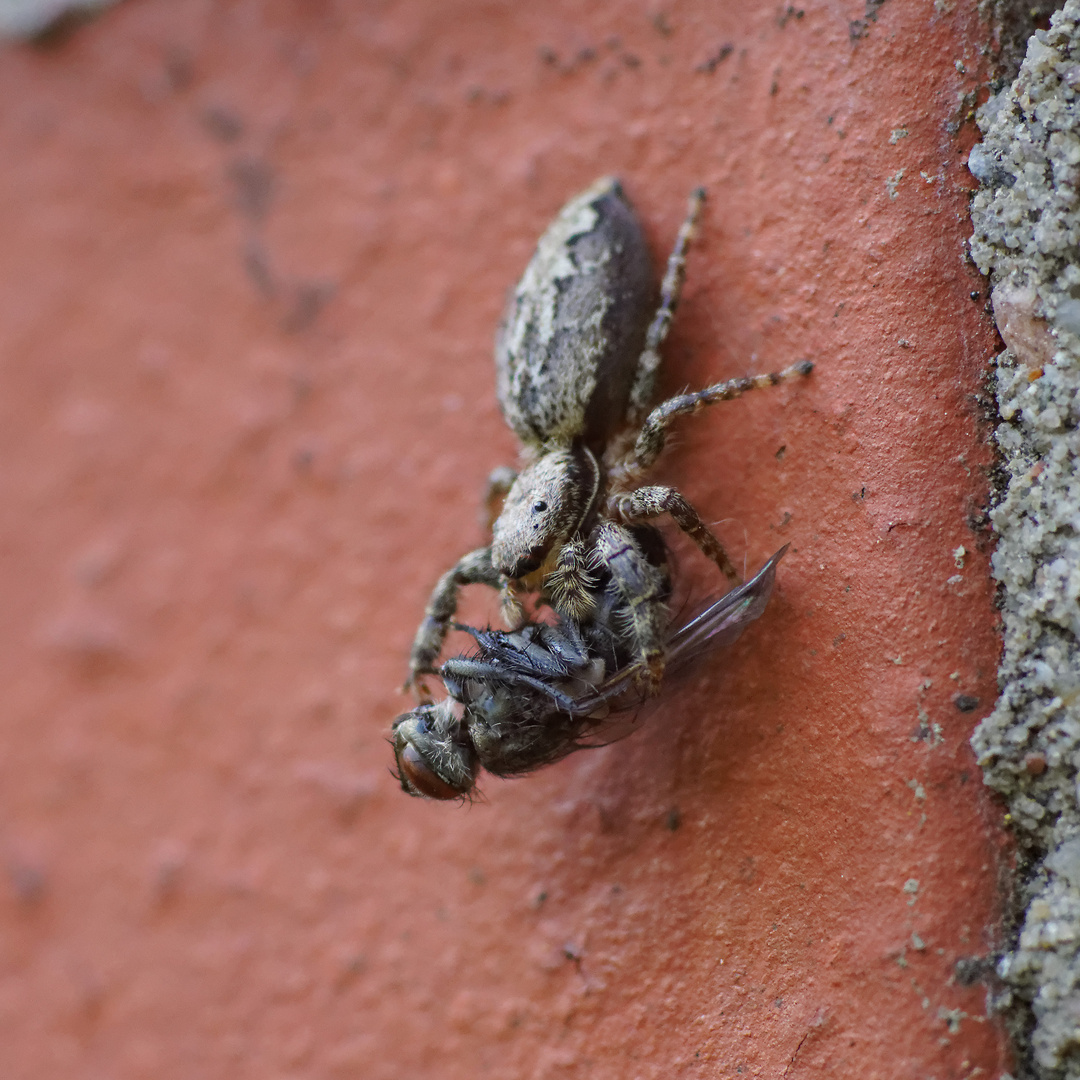 Springspinne mit Stubenfliege