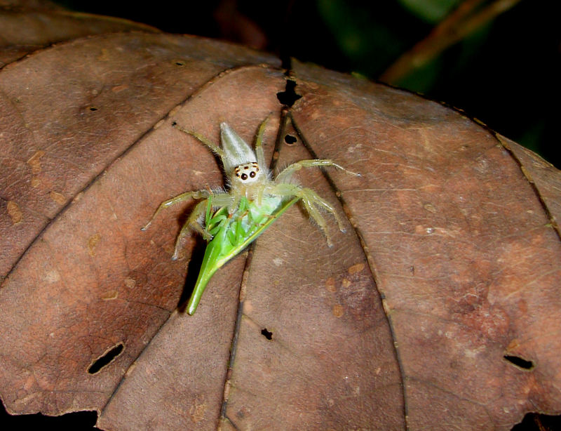 Springspinne mit Zikade