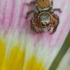 Springspinne (Pellenes simoni ) an einer Mittagsblume in Portugal