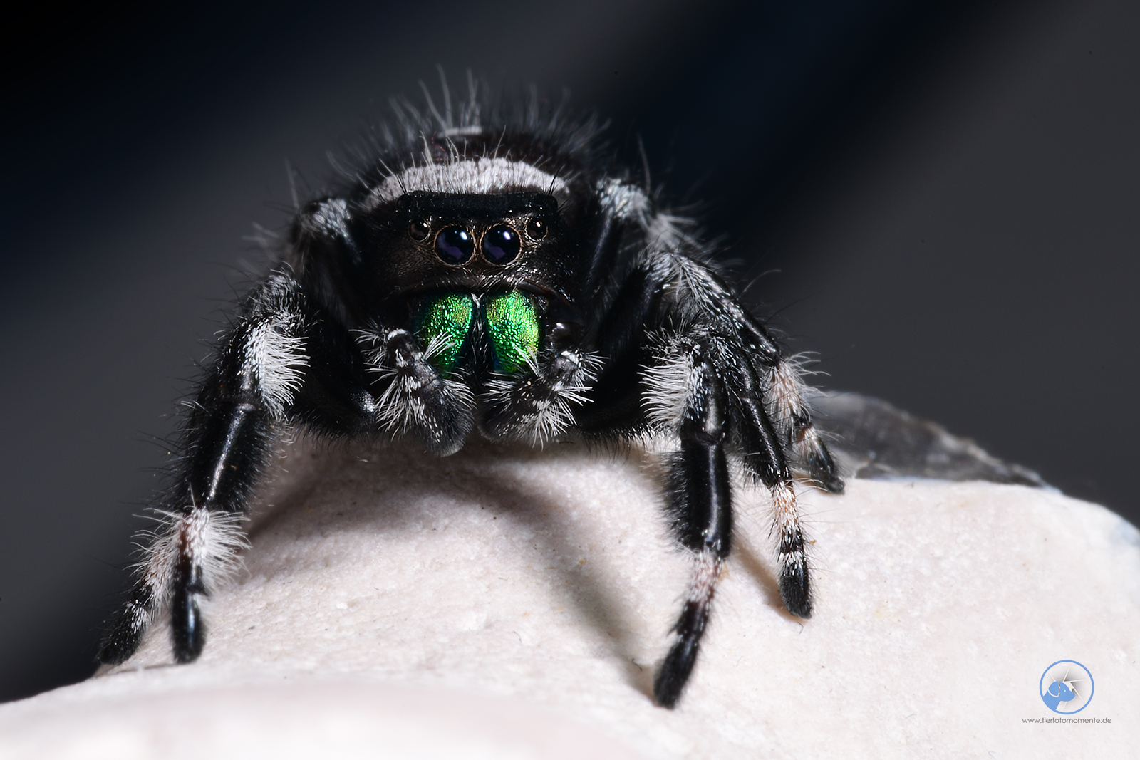 Springspinne Phiddipus cf regius