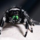 Springspinne Phiddipus cf regius