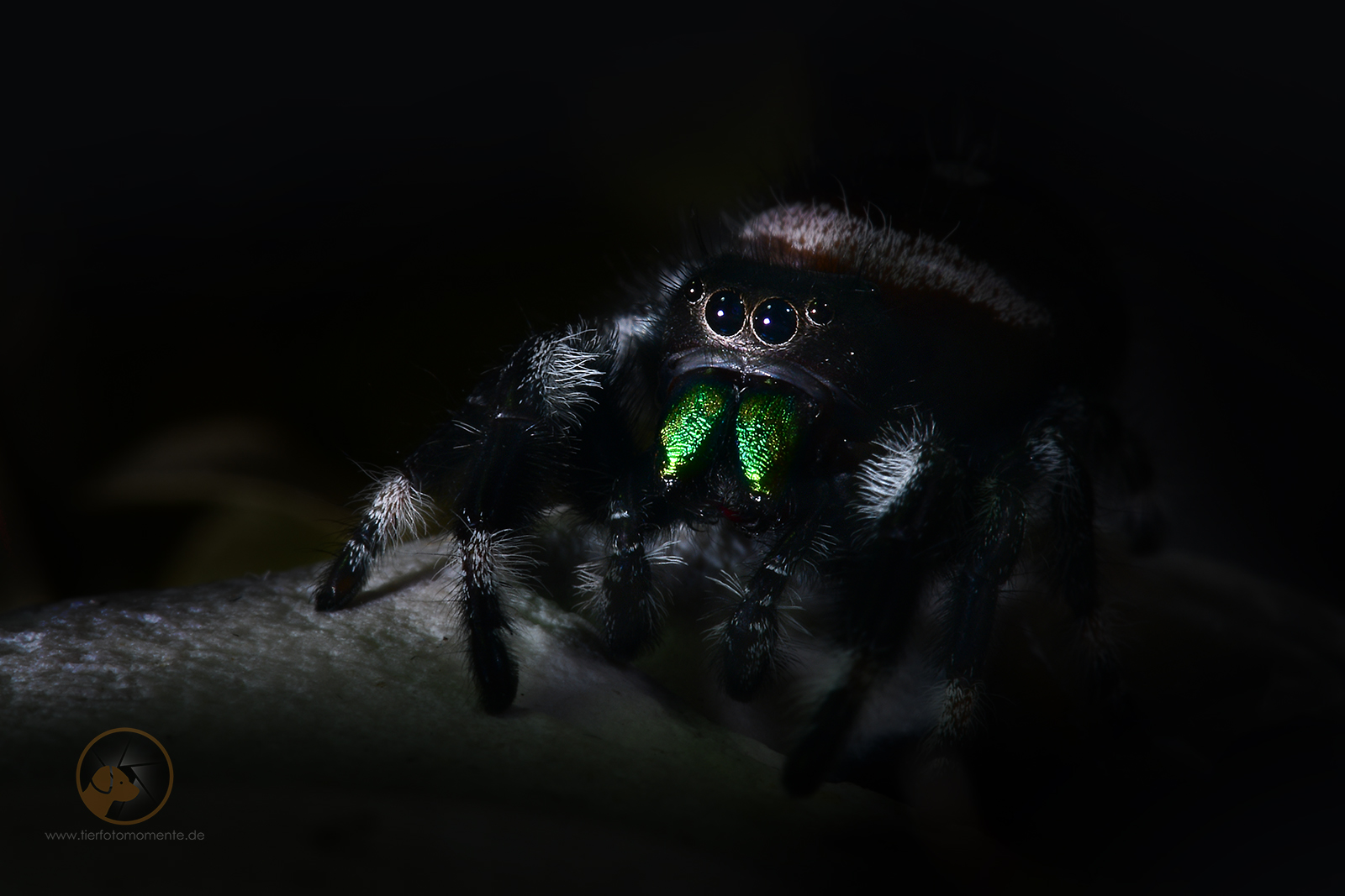 Springspinne Phiddipus cf regius