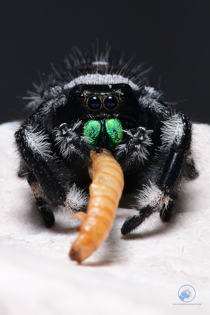 Springspinne Phiddipus cf regius