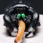 Springspinne Phiddipus cf regius