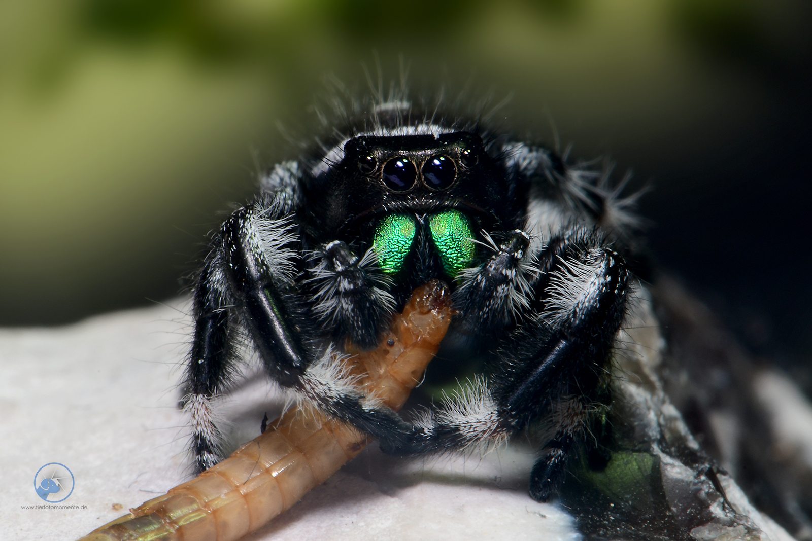 Springspinne Phiddipus cf regius