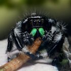 Springspinne Phiddipus cf regius