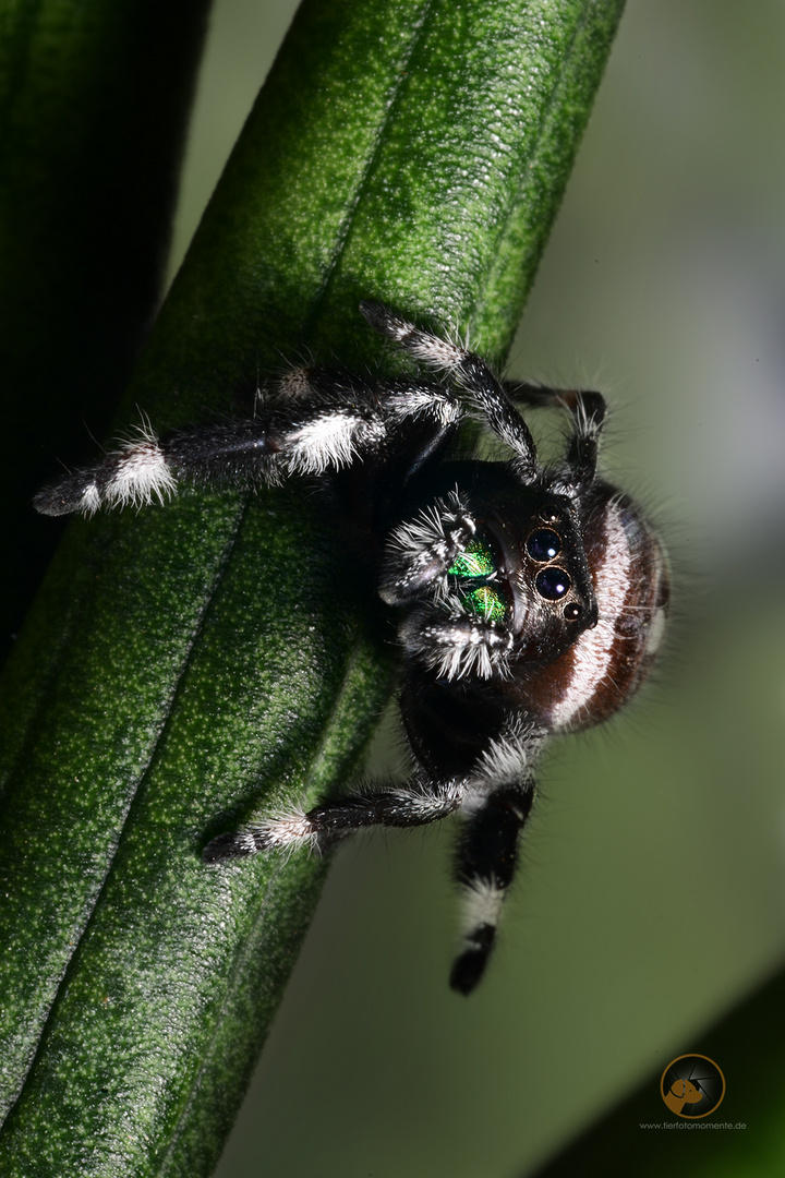 Springspinne Phiddipus cf regius