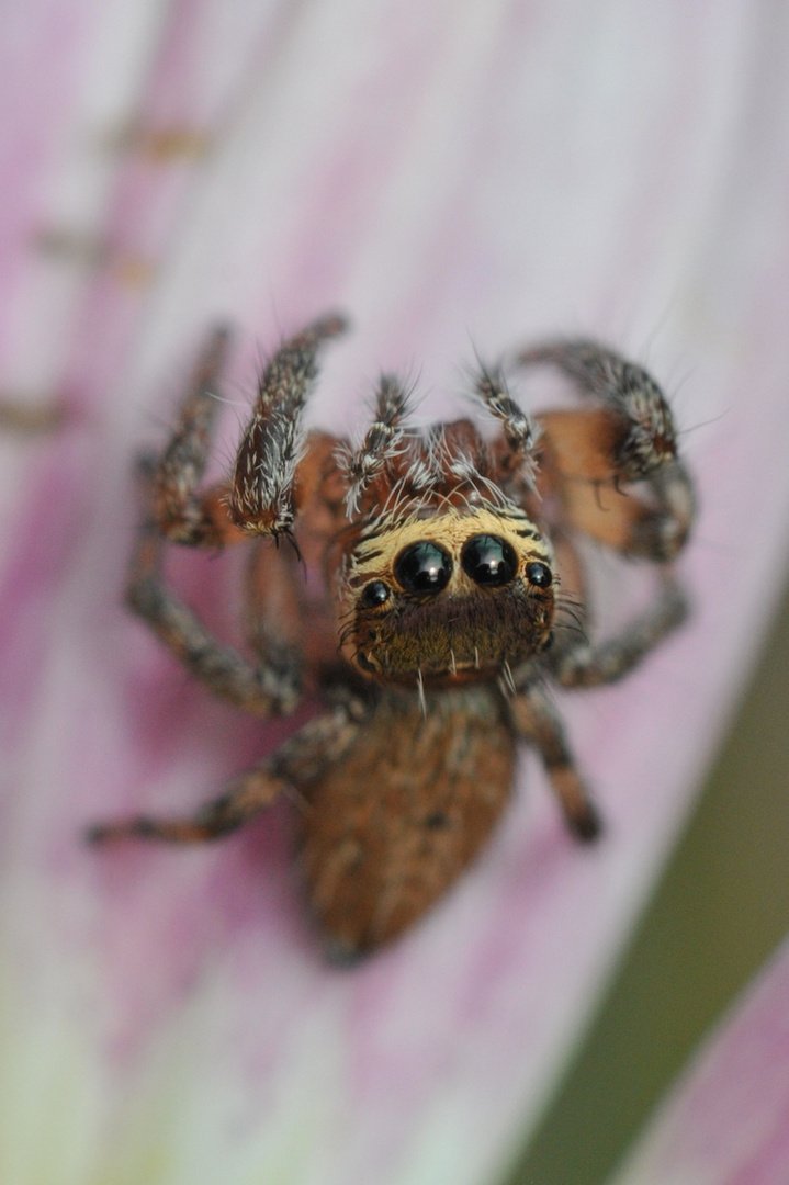 Springspinne (Portugal )