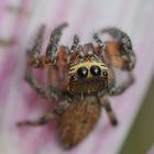 Springspinne (Portugal )