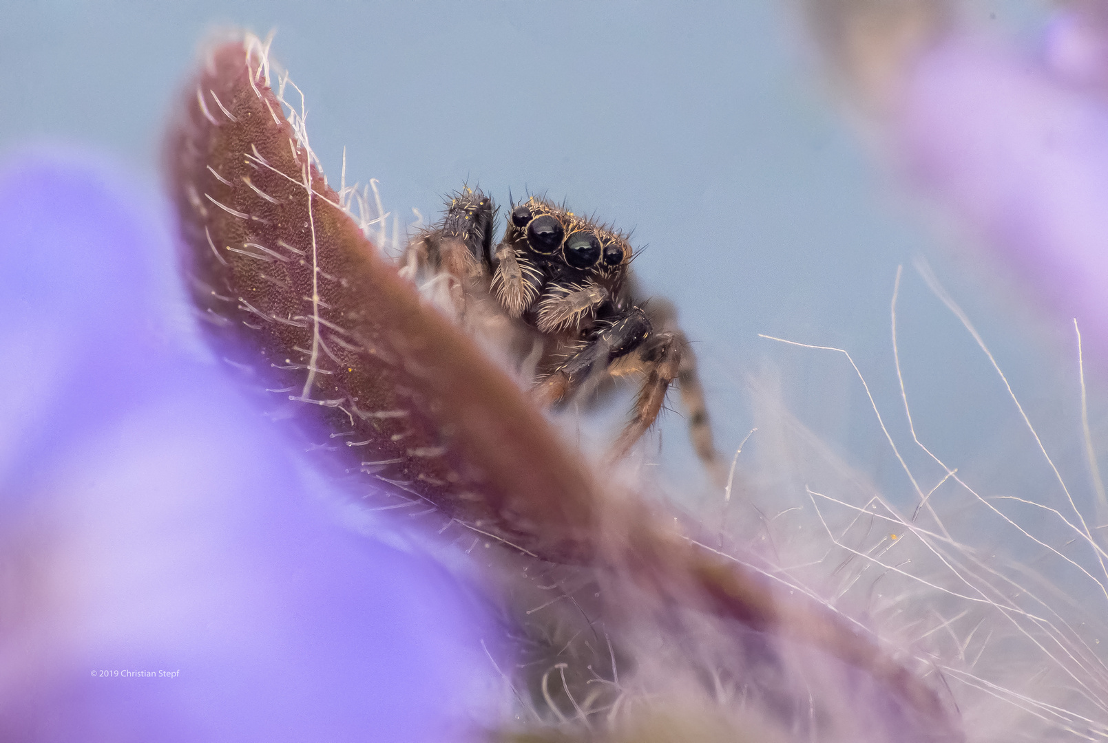 Springspinne ( Pseudeuophrys spec. ) 