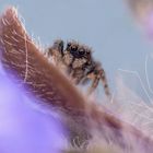 Springspinne ( Pseudeuophrys spec. ) 