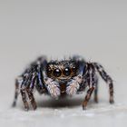 Springspinne Salicidae